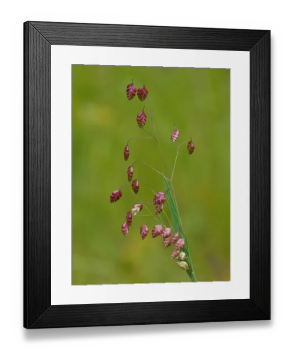 Framed Print : Common Quaking Grass (Briza media) flowering, growing on limestone meadow, Dolomites, Italian Alps, Italy, June Framed Print : Common Quaking Grass (Briza media) flowering, growing on limestone meadow, Dolomites, Italian Alps, Italy, June