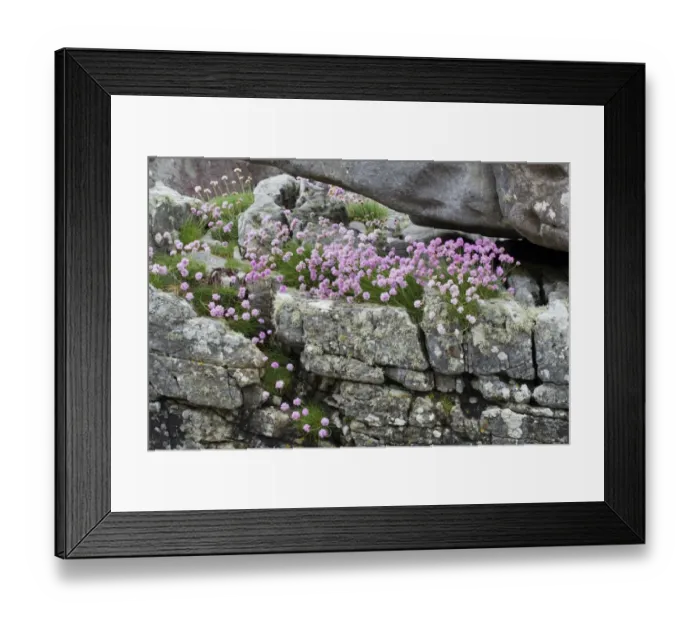 Framed Print : Thrift (Armeria maritima) flowering, growing on coastal rocks, Isle of Skye, Inner Hebrides, Scotland, June Framed Print : Thrift (Armeria maritima) flowering, growing on coastal rocks, Isle of Skye, Inner Hebrides, Scotland, June