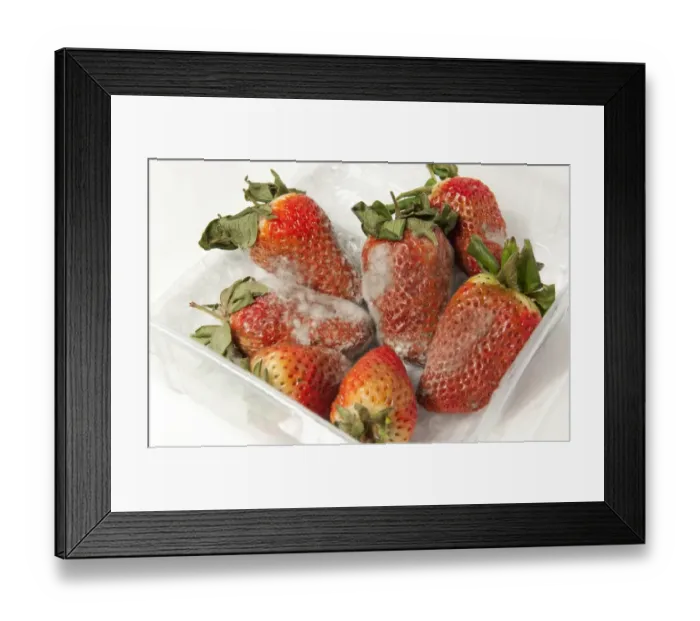 Framed Print : Strawberry (Fragaria sp. ) fruit, covered with mould in plastic container, Norfolk, England, April