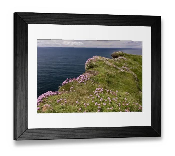Framed Print : Thrift (Armeria maritima) flowering mass, growing on clifftop, Cliffs of Moher, The Burren, County Clare, Ireland, May Framed Print : Thrift (Armeria maritima) flowering mass, growing on clifftop, Cliffs of Moher, The Burren, County Clare, Ireland, May