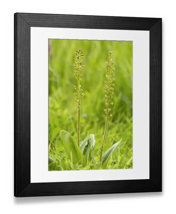 Framed Print : Common Twayblade (Listera ovata) two flowerspikes, Berwickshire, Scottish Borders, Scotland, June Framed Print : Common Twayblade (Listera ovata) two flowerspikes, Berwickshire, Scottish Borders, Scotland, June