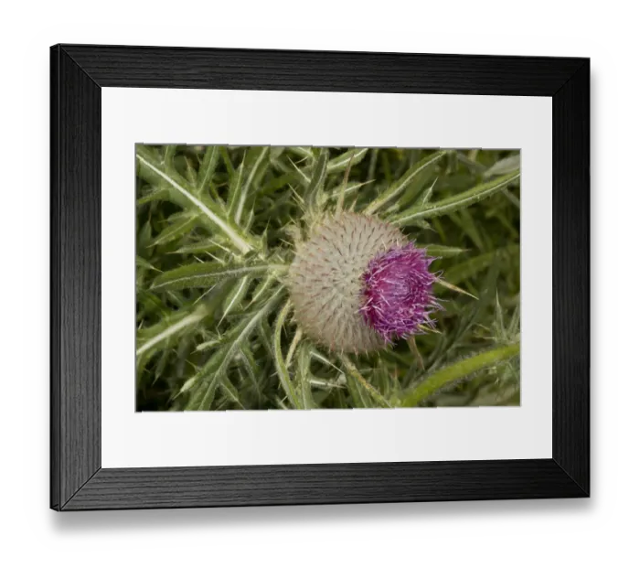 Framed Print : Woolly Thistle (Cirsium eriophorum) close-up of flowerhead, Dorset, England, July Framed Print : Woolly Thistle (Cirsium eriophorum) close-up of flowerhead, Dorset, England, July
