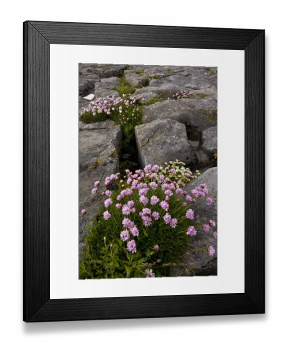 Framed Print : Thrift (Armeria maritima) flowering, growing on coastal limestone pavement, The Burren, County Clare, Ireland, May