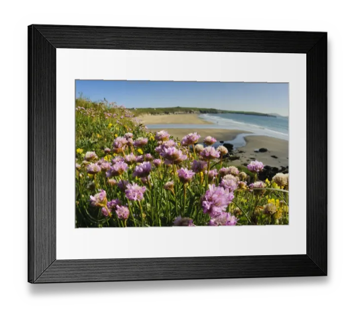 Framed Print : Thrift (Armeria maritima) flowering, growing on clifftop in coastal habitat, St. Davids Head, Pembrokeshire, Wales, May Framed Print : Thrift (Armeria maritima) flowering, growing on clifftop in coastal habitat, St. Davids Head, Pembrokeshire, Wales, May