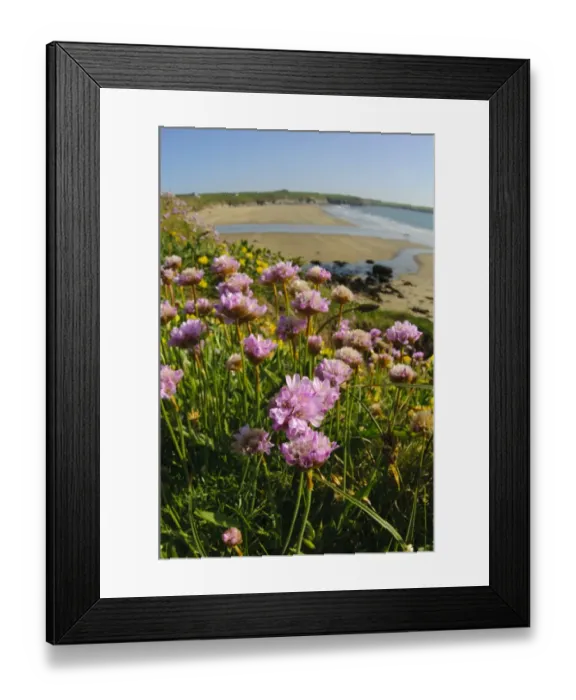 Framed Print : Thrift (Armeria maritima) flowering, growing on clifftop in coastal habitat, St. Davids Head, Pembrokeshire, Wales, May Framed Print : Thrift (Armeria maritima) flowering, growing on clifftop in coastal habitat, St. Davids Head, Pembrokeshire, Wales, May