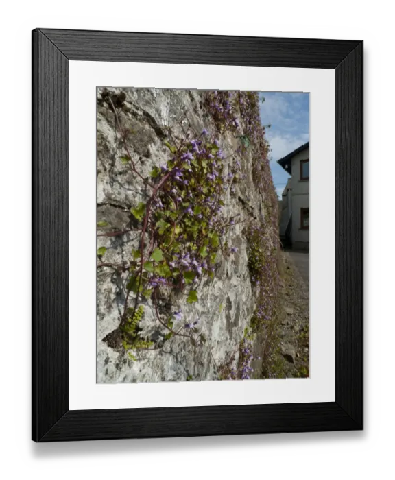 Framed Print : Ivy-leaved Toadflax (Cymbalaria muralis) flowering, growing on old stone wall, Carmarthen, Carmarthenshire, Wales, May Framed Print : Ivy-leaved Toadflax (Cymbalaria muralis) flowering, growing on old stone wall, Carmarthen, Carmarthenshire, Wales, May