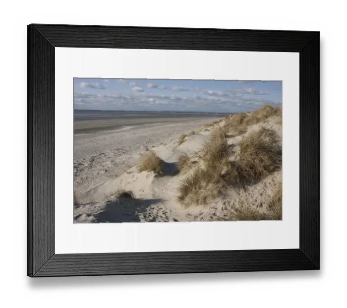 Framed Print : Marram Grass (Ammophila arenaria) growing on sand dune habitat beside sandy beach, West Witterings Nature Reserve Framed Print : Marram Grass (Ammophila arenaria) growing on sand dune habitat beside sandy beach, West Witterings Nature Reserve