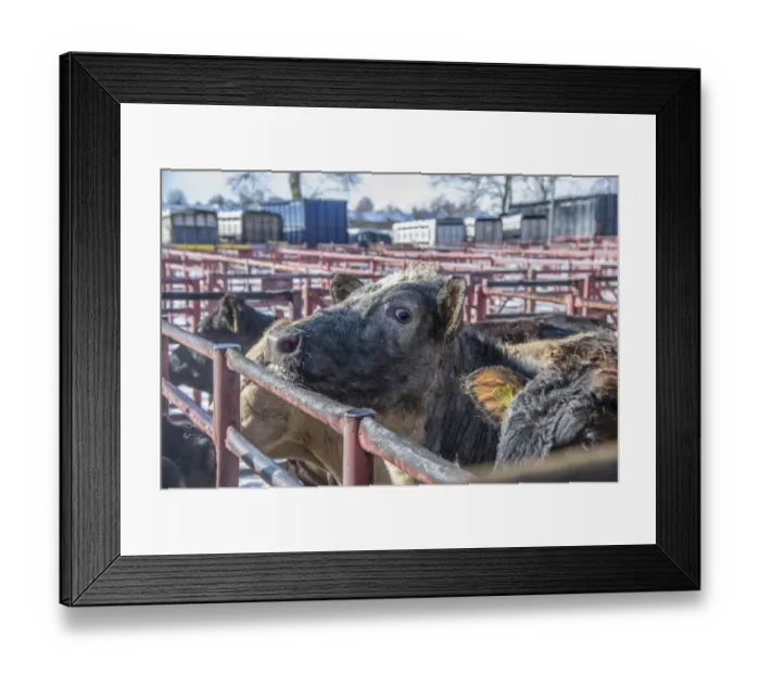 Framed Print : Domestic Cattle, beef cattle, standing in pens at livestock market, Kirkby Stephen Livestock Market, Cumbria, England