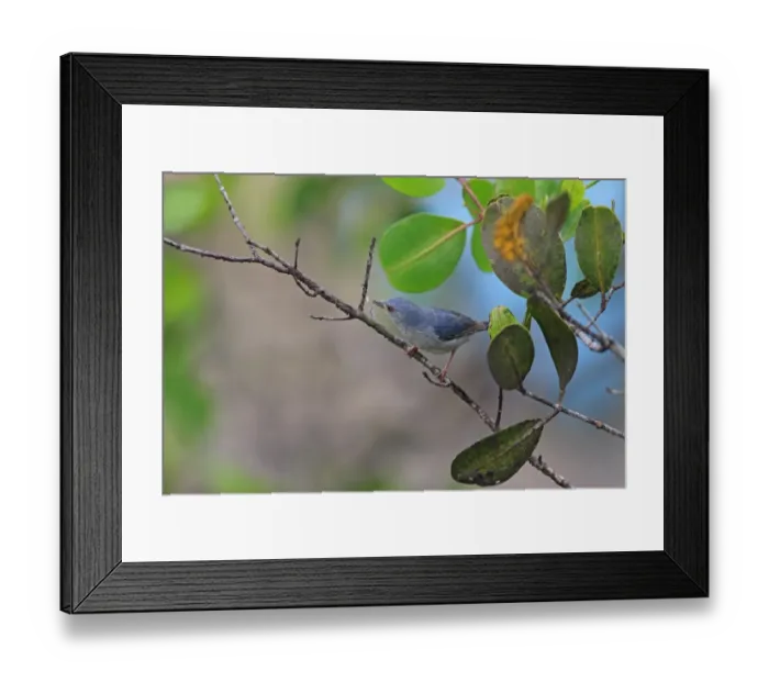 Framed Print : Bicoloured Conebill (Conirostrum bicolor) adult, perched on twig, Trinidad, Trinidad and Tobago, April