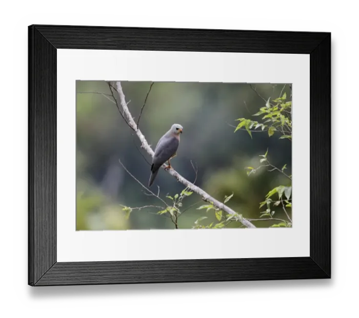 Framed Print : Variable Goshawk (Accipiter hiogaster lavongai) adult, perched on branch, Lelet Plateau, New Ireland Framed Print : Variable Goshawk (Accipiter hiogaster lavongai) adult, perched on branch, Lelet Plateau, New Ireland