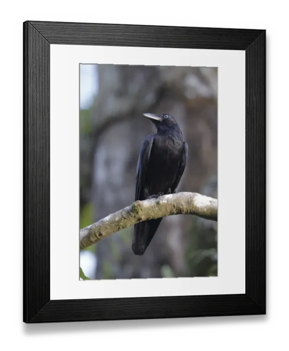 Framed Print : Bismarck Crow (Corvus insularis) adult, perched on branch, Kimbe, West New Britain Province, New Britain Framed Print : Bismarck Crow (Corvus insularis) adult, perched on branch, Kimbe, West New Britain Province, New Britain
