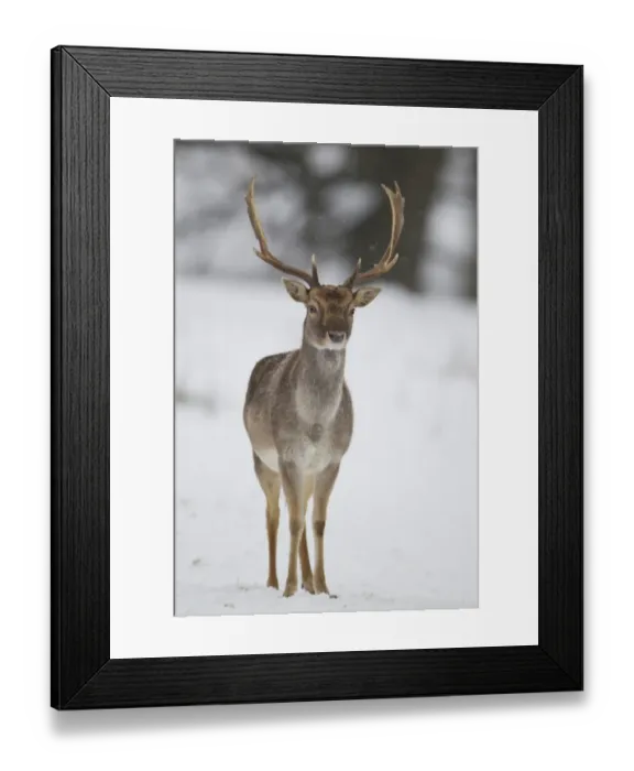 Framed Print : Fallow Deer (Dama dama) dark form, mature buck, standing on snow covered woodland edge, Suffolk, England, January Framed Print : Fallow Deer (Dama dama) dark form, mature buck, standing on snow covered woodland edge, Suffolk, England, January