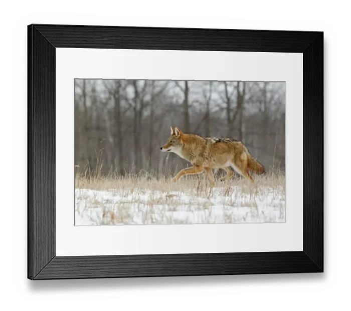 Framed Print : Coyote (Canis latrans) adult, walking in snow covered field, Minnesota, U. S. A. January (captive) Framed Print : Coyote (Canis latrans) adult, walking in snow covered field, Minnesota, U. S. A. January (captive)
