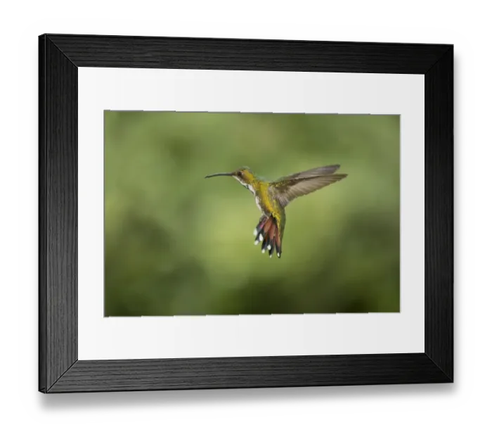 Framed Print : Green-breasted Mango (Anthracothorax prevostii) adult female, in flight, Costa Rica, March