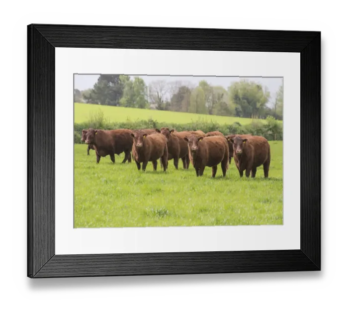 Framed Print : Domestic Cattle, Red Ruby Devon herd, standing in pasture, Exeter, Devon, England, May Framed Print : Domestic Cattle, Red Ruby Devon herd, standing in pasture, Exeter, Devon, England, May