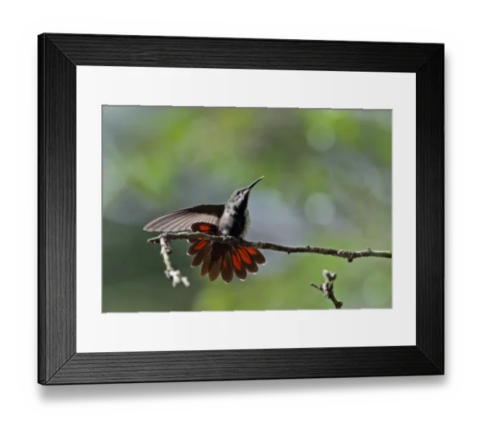 Framed Print : Antillean Mango (Anthracothorax dominicus dominicus) immature male, stretching wing and tail, perched on twig Framed Print : Antillean Mango (Anthracothorax dominicus dominicus) immature male, stretching wing and tail, perched on twig