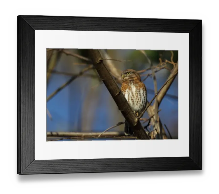 Framed Print : Cuban Pygmy-owl (Glaucidium siju siju) adult, perched on branch, La Belen, Camaguey Province, Cuba, March Framed Print : Cuban Pygmy-owl (Glaucidium siju siju) adult, perched on branch, La Belen, Camaguey Province, Cuba, March