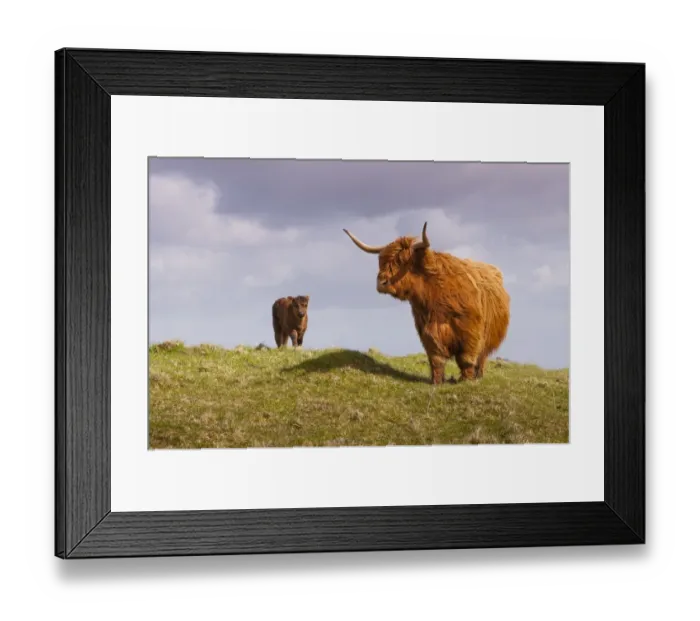 Framed Print : Domestic Cattle, Highland cow and calf, standing in moorland, North Uist, Outer Hebrides, Scotland, May Framed Print : Domestic Cattle, Highland cow and calf, standing in moorland, North Uist, Outer Hebrides, Scotland, May