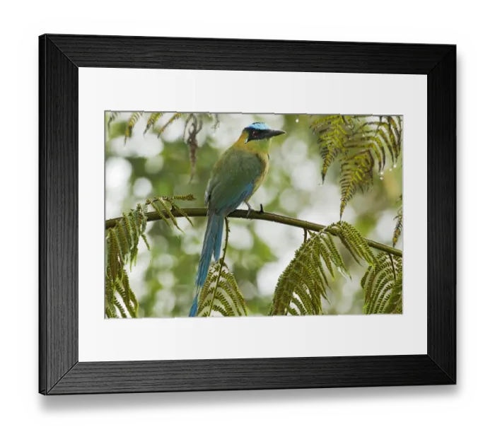 Framed Print : Andean Motmot (Momotus aequatorialis) adult, perched on fern stem in montane rainforest, Andes, Ecuador, November Framed Print : Andean Motmot (Momotus aequatorialis) adult, perched on fern stem in montane rainforest, Andes, Ecuador, November