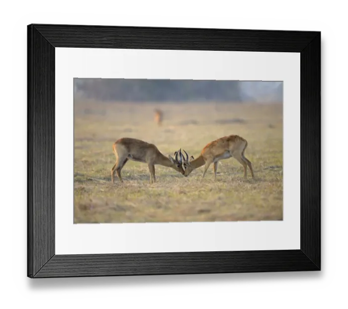 Framed Print : Puku (Kobus vardonii) two adult males, fighting, Kafue N. P. Zambia, September