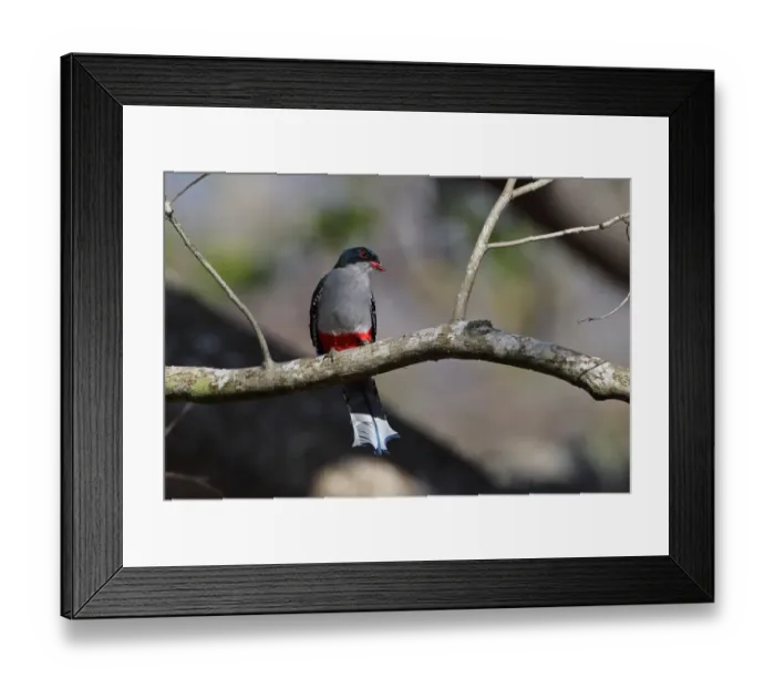Framed Print : Cuban Trogon (Priotelus temnurus temnurus) adult, perched on branch, La Belen, Camaguey Province, Cuba, March Framed Print : Cuban Trogon (Priotelus temnurus temnurus) adult, perched on branch, La Belen, Camaguey Province, Cuba, March