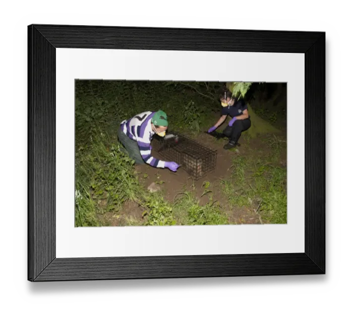 Framed Print : Eurasian Badger (Meles meles) bovine tuberculosis vaccination scheme, badger in live trap being vaccinated by Wildlife Framed Print : Eurasian Badger (Meles meles) bovine tuberculosis vaccination scheme, badger in live trap being vaccinated by Wildlife