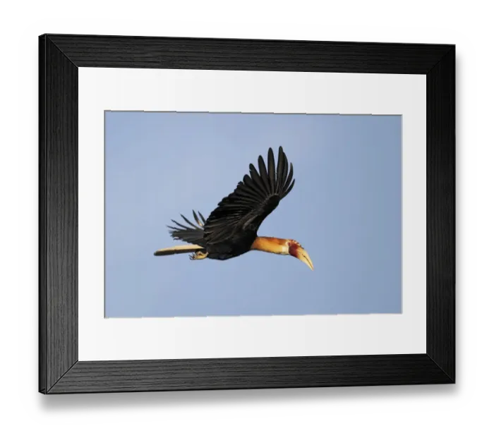 Framed Print : Blyths Hornbill (Rhyticeros plicatus mendanae) adult male, in flight, near Honiara, Guadalcanal, Solomon Islands, April Framed Print : Blyths Hornbill (Rhyticeros plicatus mendanae) adult male, in flight, near Honiara, Guadalcanal, Solomon Islands, April