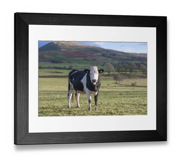 Framed Print : Domestic Cattle, Fleckvieh crossbreed heifer, standing in pasture, Cumbria, England, November Framed Print : Domestic Cattle, Fleckvieh crossbreed heifer, standing in pasture, Cumbria, England, November