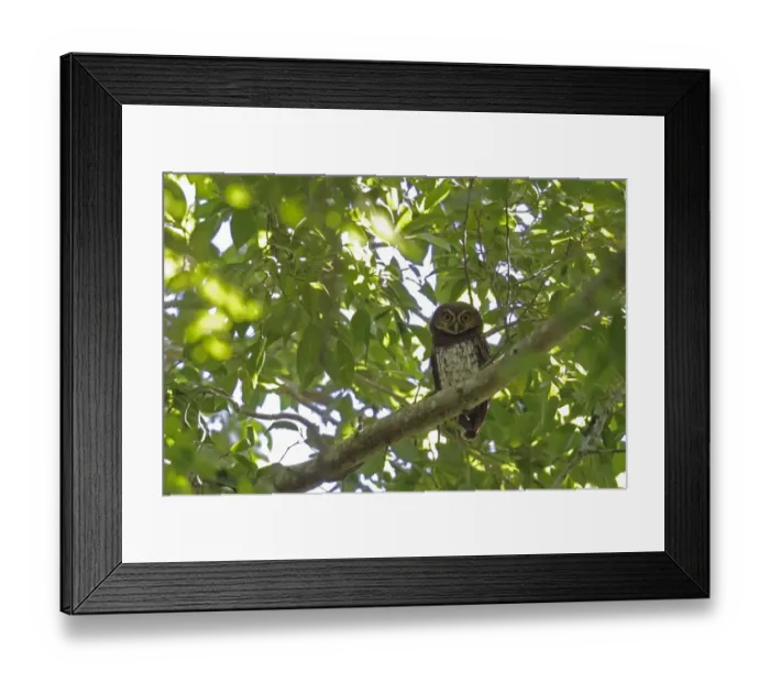 Framed Print : New Britain Boobook (Ninox odiosa) adult, perched on branch at daytime roost, Kimbe, West New Britain Province Framed Print : New Britain Boobook (Ninox odiosa) adult, perched on branch at daytime roost, Kimbe, West New Britain Province