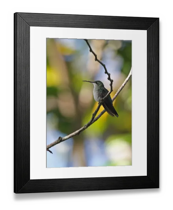 Framed Print : Antillean Mango (Anthracothorax dominicus dominicus) adult female, perched on twig, Los Haitises N. P Framed Print : Antillean Mango (Anthracothorax dominicus dominicus) adult female, perched on twig, Los Haitises N. P