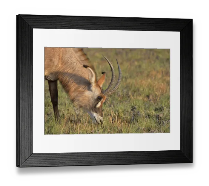 Framed Print : Roan Antelope (Hippotragus equinus) adult, close-up of head, feeding on grassy plain, Kafue N. P. Zambia, September Framed Print : Roan Antelope (Hippotragus equinus) adult, close-up of head, feeding on grassy plain, Kafue N. P. Zambia, September