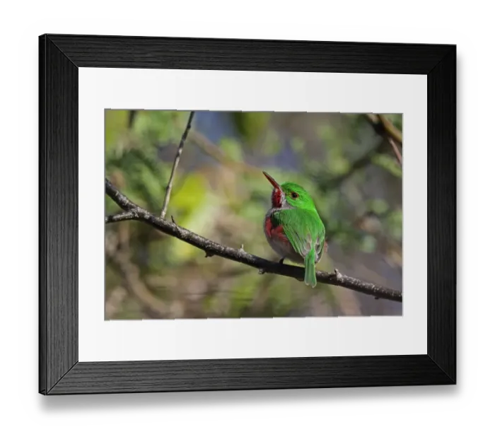 Framed Print : Broad-billed Tody (Todus subulatus) adult, perched on twig, Bahoruco Mountains N. P. Dominican Republic, January Framed Print : Broad-billed Tody (Todus subulatus) adult, perched on twig, Bahoruco Mountains N. P. Dominican Republic, January