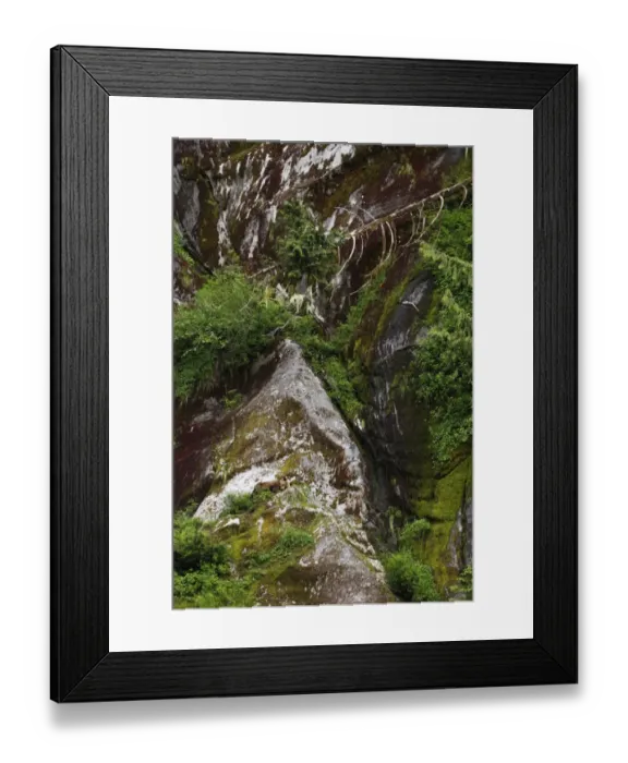 Framed Print : Grizzly Bear (Ursus arctos horribilis) immature male, sleeping on cliff ledge overlooking estuary at edge of temperate Framed Print : Grizzly Bear (Ursus arctos horribilis) immature male, sleeping on cliff ledge overlooking estuary at edge of temperate