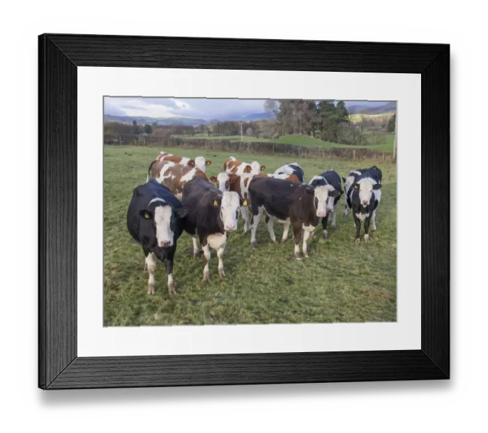 Framed Print : Domestic Cattle, Fleckvieh crossbreed heifers, herd standing in pasture, Cumbria, England, November Framed Print : Domestic Cattle, Fleckvieh crossbreed heifers, herd standing in pasture, Cumbria, England, November