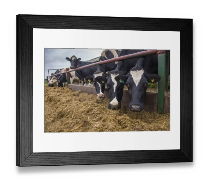 Framed Print : Domestic Cattle, A2 Holstein cows (A2 milk is becoming popular as an alternative to milk with A1 beta casein to which)
