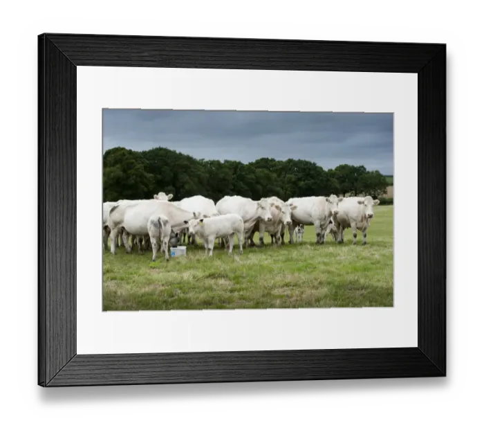 Framed Print : Domestic Cattle, British Blue, cows with calves, herd standing in pasture with mineral supplement feed block, Devon Framed Print : Domestic Cattle, British Blue, cows with calves, herd standing in pasture with mineral supplement feed block, Devon