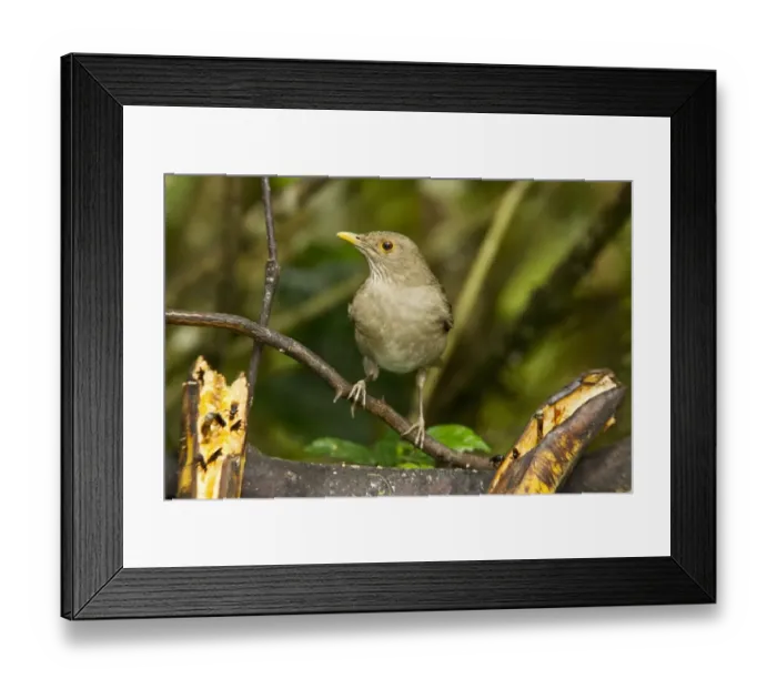 Framed Print : Ecuadorian Thrush (Turdus maculirostris) adult, perched on twig at feeding station in montane rainforest, Andes Framed Print : Ecuadorian Thrush (Turdus maculirostris) adult, perched on twig at feeding station in montane rainforest, Andes
