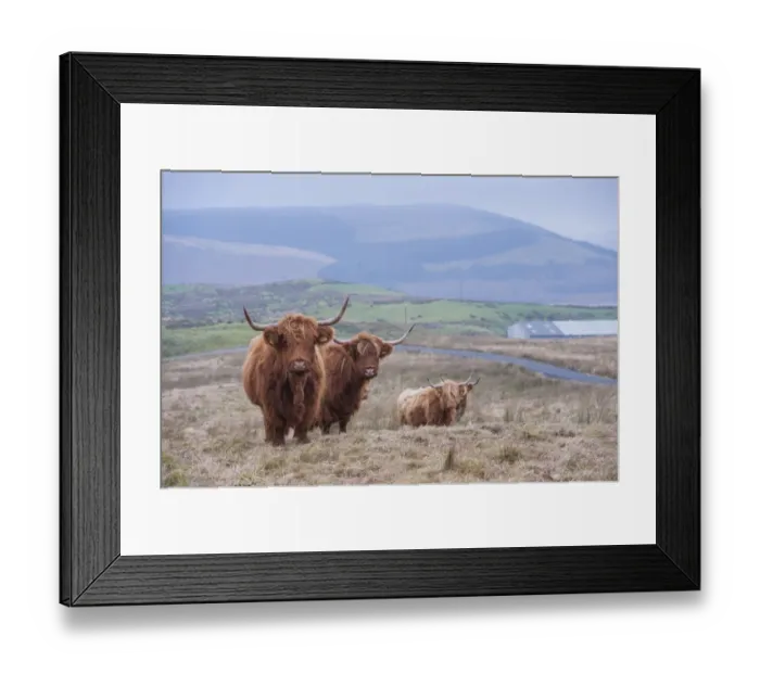 Framed Print : Domestic Cattle, Highland cows, standing on hill farm, Ponterwyd, Cambrian Mountains, Ceredigion, Mid Wales, December Framed Print : Domestic Cattle, Highland cows, standing on hill farm, Ponterwyd, Cambrian Mountains, Ceredigion, Mid Wales, December