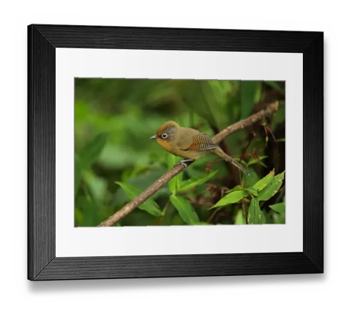 Framed Print : Spectacled Barwing (Actinodura ramsayi ramsayi) adult, perched on twig, Doi Lang, Doi Pha Hom Pok N. P Framed Print : Spectacled Barwing (Actinodura ramsayi ramsayi) adult, perched on twig, Doi Lang, Doi Pha Hom Pok N. P