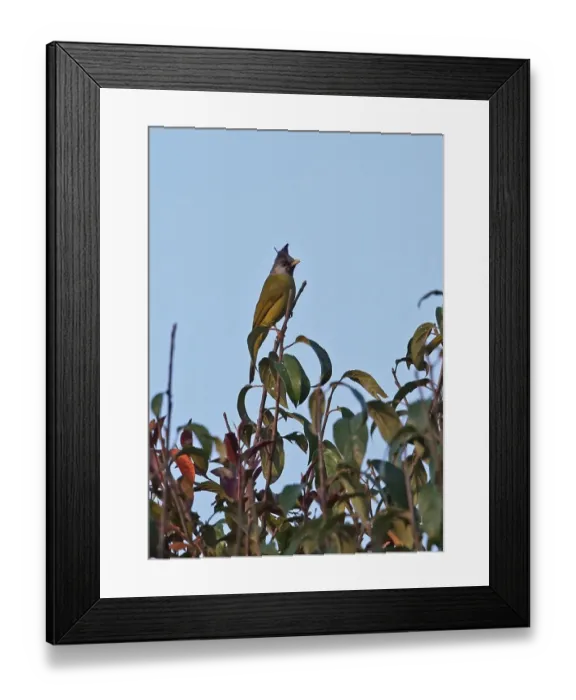 Framed Print : Crested Finchbill (Spizixos canifrons ingrami) adult, perched in treetop, Doi Ang Khang, Chiang Mai Province, Thailand Framed Print : Crested Finchbill (Spizixos canifrons ingrami) adult, perched in treetop, Doi Ang Khang, Chiang Mai Province, Thailand