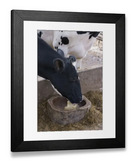 Framed Print : Domestic Cattle, Holstein dairy cow, close-up of head, using mineral lick at feed barrier in cubicle house, Mold Framed Print : Domestic Cattle, Holstein dairy cow, close-up of head, using mineral lick at feed barrier in cubicle house, Mold