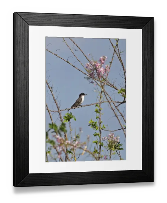 Framed Print : Giant Kingbird (Tyrannus cubensis) adult, perched in flowering bush, La Belen, Camaguey Province, Cuba, March Framed Print : Giant Kingbird (Tyrannus cubensis) adult, perched in flowering bush, La Belen, Camaguey Province, Cuba, March
