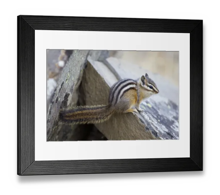 Framed Print : Least Chipmunk (Tamias minimus) adult, sitting on rock, Yellowstone N. P. Wyoming, U. S. A. September Framed Print : Least Chipmunk (Tamias minimus) adult, sitting on rock, Yellowstone N. P. Wyoming, U. S. A. September