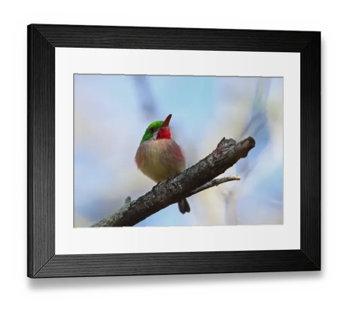 Framed Print : Broad-billed Tody (Todus subulatus) adult, perched on branch, Bahoruco Mountains N. P. Dominican Republic, January Framed Print : Broad-billed Tody (Todus subulatus) adult, perched on branch, Bahoruco Mountains N. P. Dominican Republic, January