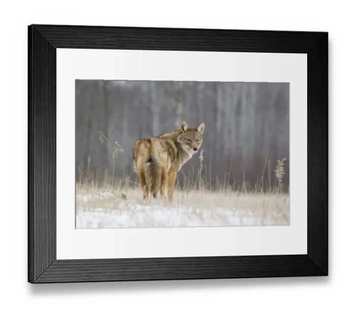 Framed Print : Coyote (Canis latrans) adult, looking over shoulder, standing in snow covered field, Minnesota, U. S. A