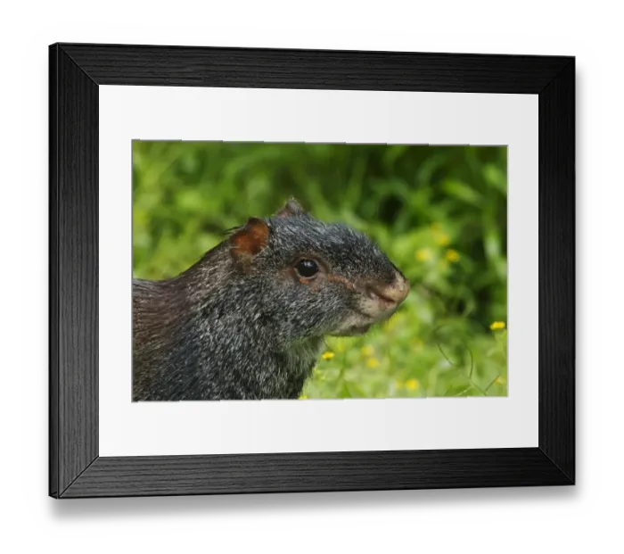 Framed Print : Black Agouti (Dasyprocta fuliginosa) adult, close-up of head, in montane rainforest, San Isidro, Andes, Ecuador Framed Print : Black Agouti (Dasyprocta fuliginosa) adult, close-up of head, in montane rainforest, San Isidro, Andes, Ecuador
