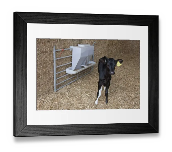 Framed Print : Domestic Cattle, Holstein pedigree calf, standing on straw bedding beside feeder, England, August Framed Print : Domestic Cattle, Holstein pedigree calf, standing on straw bedding beside feeder, England, August