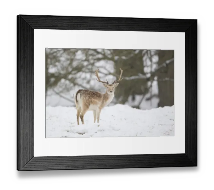 Framed Print : Fallow Deer (Dama dama) mature buck, standing on snow covered woodland edge, Suffolk, England, January Framed Print : Fallow Deer (Dama dama) mature buck, standing on snow covered woodland edge, Suffolk, England, January