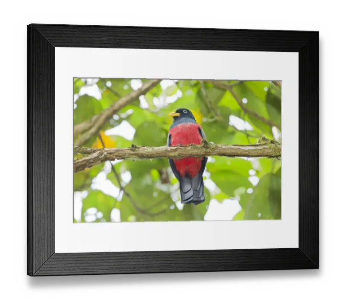 Framed Print : Choco Trogon (Trogon comptus) adult male, perched on branch in montane rainforest, Milpe, Andes, Ecuador, November Framed Print : Choco Trogon (Trogon comptus) adult male, perched on branch in montane rainforest, Milpe, Andes, Ecuador, November
