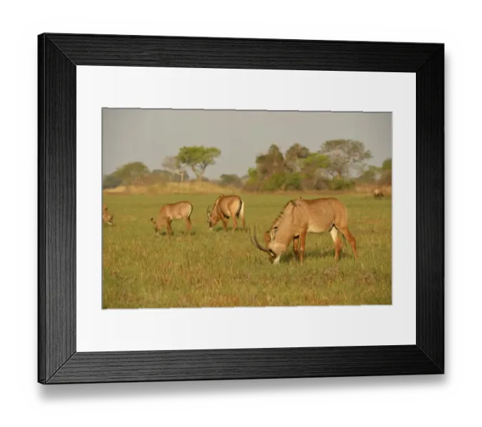 Framed Print : Roan Antelope (Hippotragus equinus) adults and calves, herd feeding on grassy plain, Kafue N. P. Zambia, September Framed Print : Roan Antelope (Hippotragus equinus) adults and calves, herd feeding on grassy plain, Kafue N. P. Zambia, September
